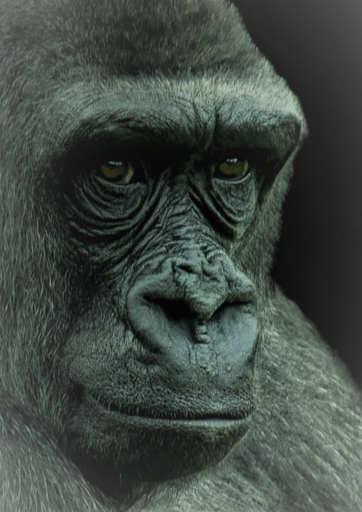 Mit ContentKong einzigartige Texte verfassen.